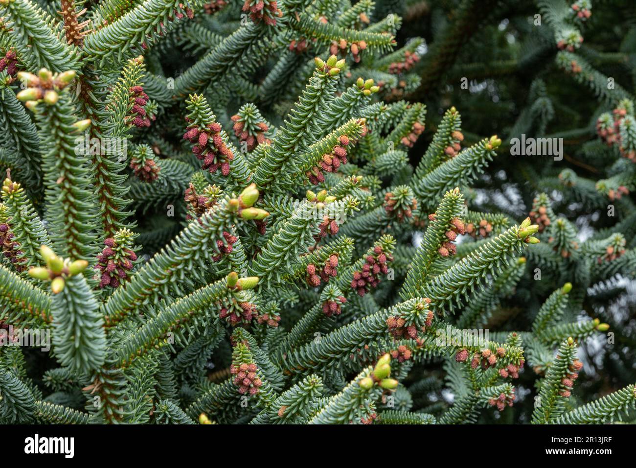 Abies pinsapo Fastigiata. A fast growing evergreen conifer. Also known as blue spanish fir or hedgehog fir. Stock Photo