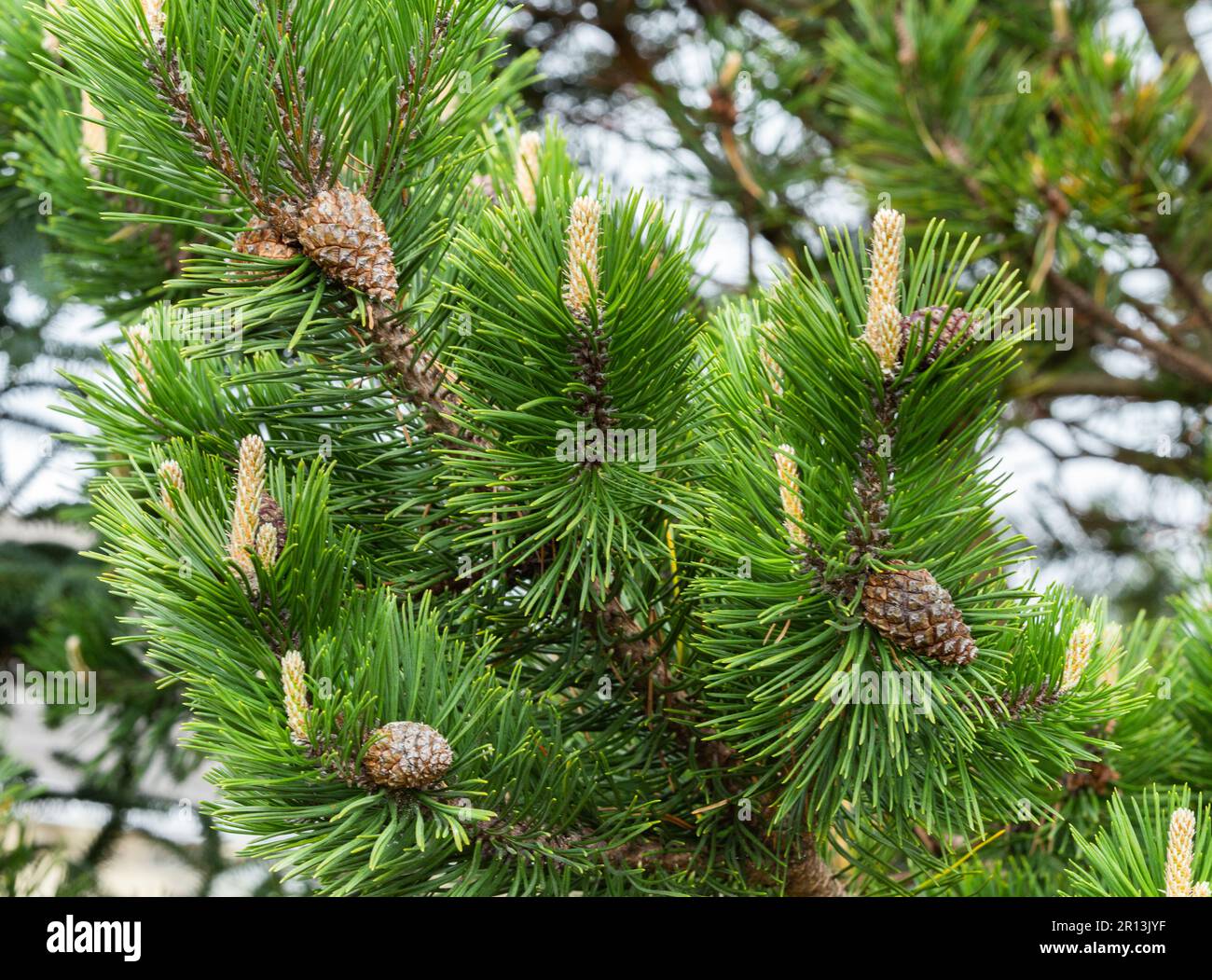 Dwarf Mountain Pine (Pinus mugo)  full of pine cones amongst the needles. Stock Photo