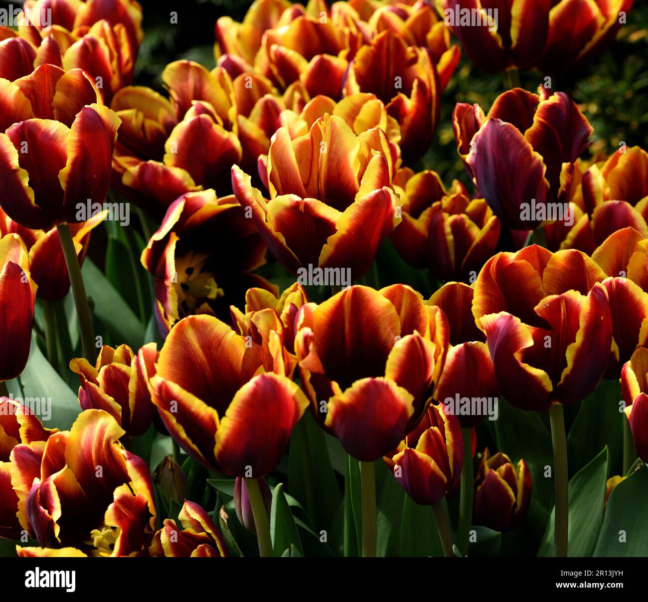 Tulip Doberman in closeup. Stock Photo