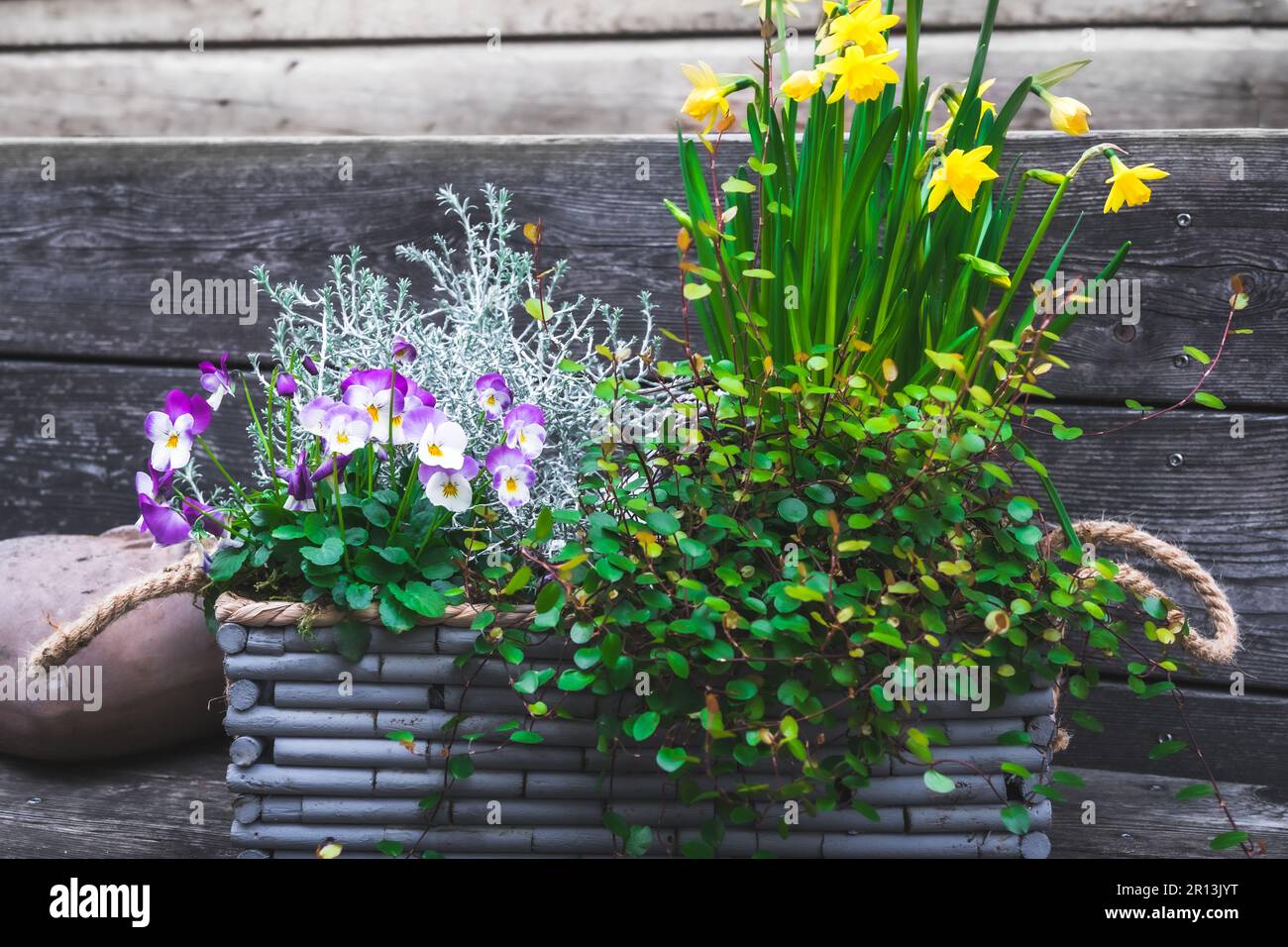 Gray wooden flower box with winter and spring plants. Leucophyta brownii, daffodils, muehlenbeckia axillaris and pansies Stock Photo