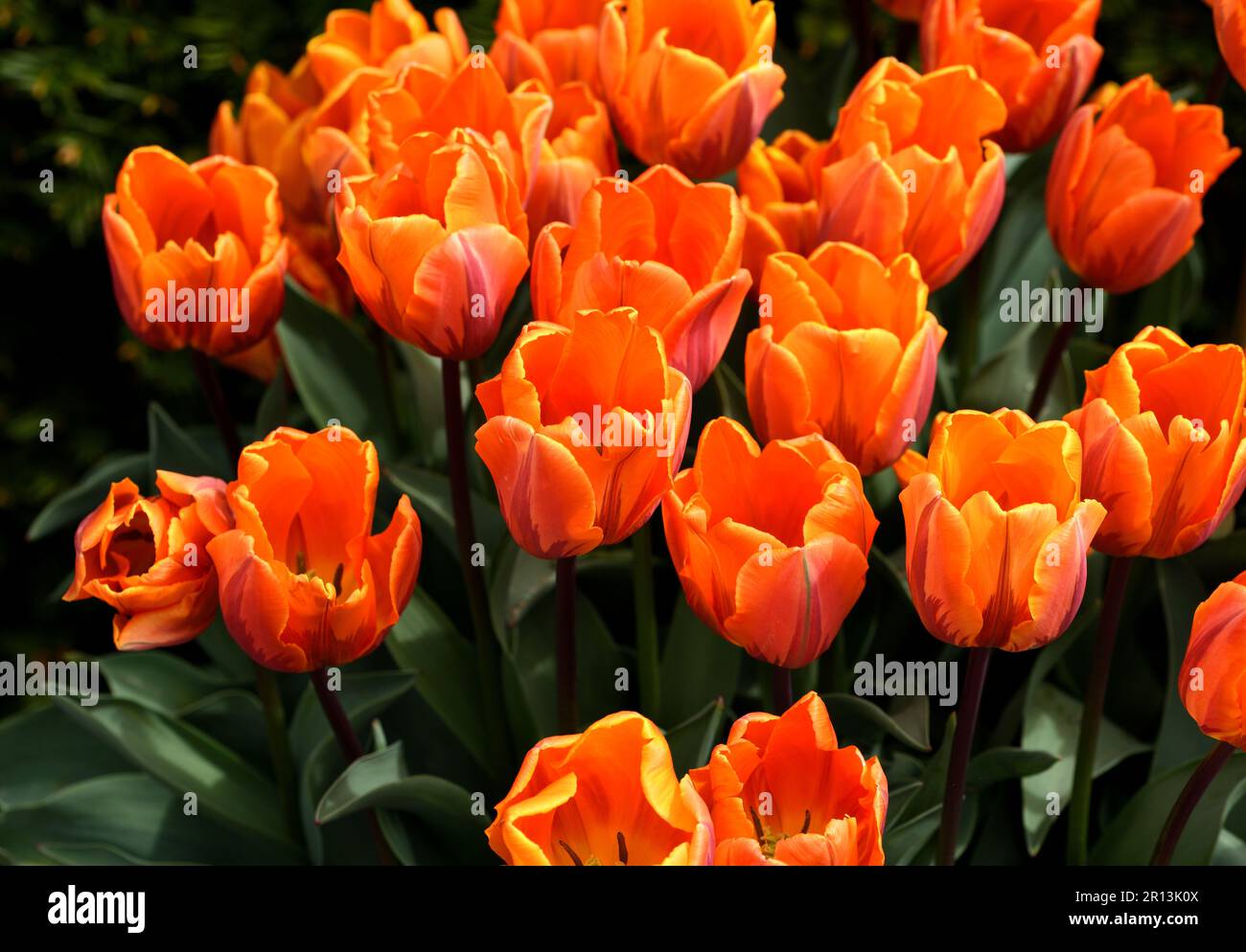 Tulip Princess Irene in closeup. Stock Photo