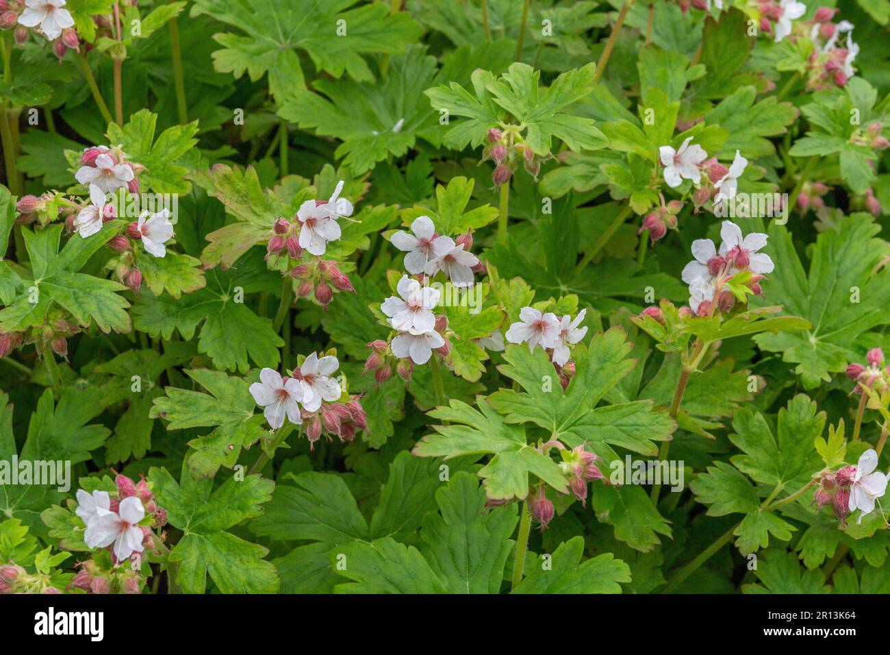 Geranium macrorrhizum ‘Spessart’.Cranesbill. Hardy geranium. Stock Photo