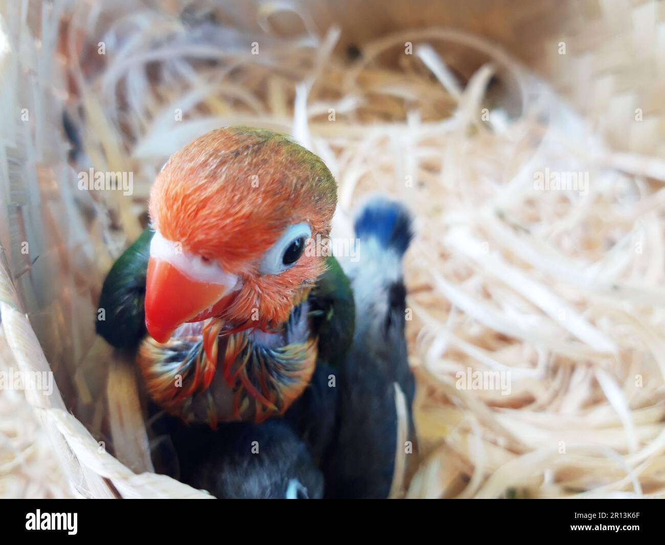 Baby Lovies ...10 Adorable Lovebirds — Steemit, image size:1300x1065