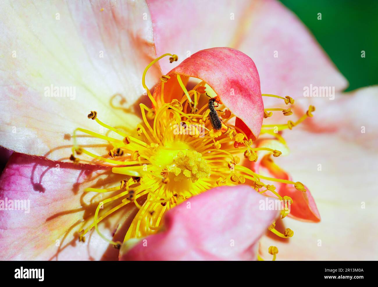 Macro photography of a small insect on a rose Stock Photo - Alamy