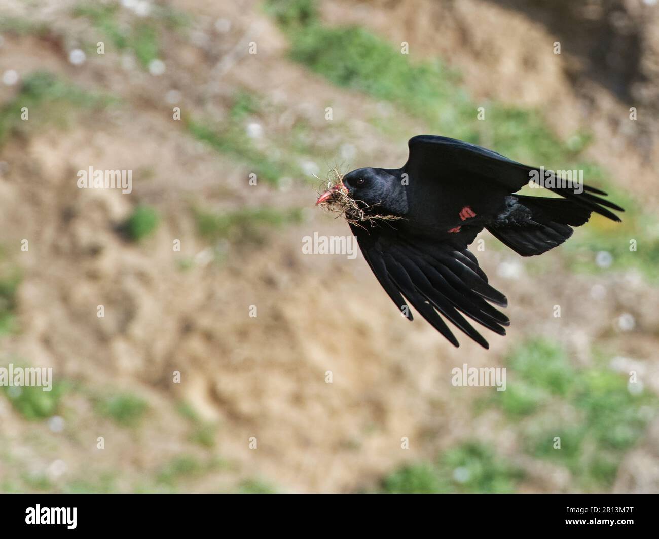 Red-billed Chough (Pyrrhocorax pyrrhocorax) flying with nest material ...
