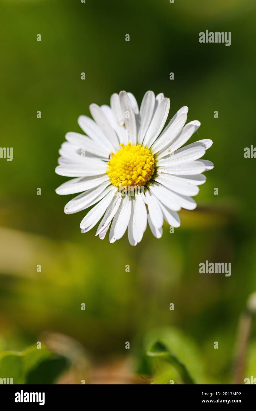 Macro photography of a daisy Stock Photo