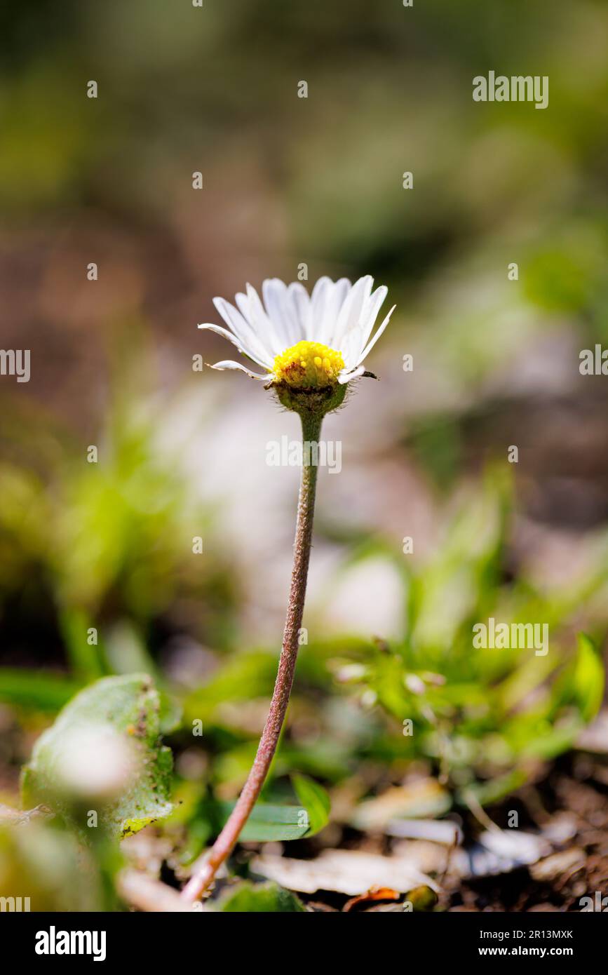 Macro photography of a daisy Stock Photo