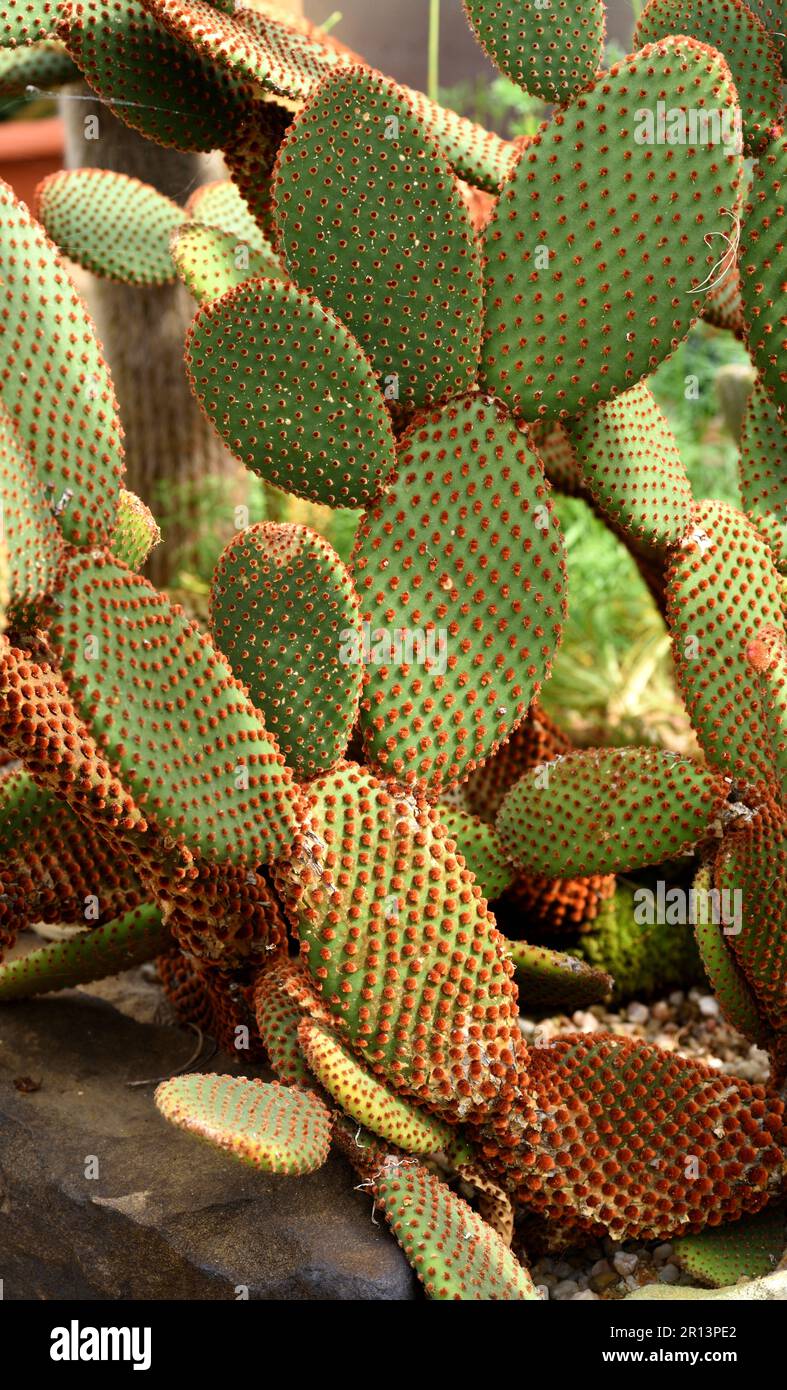 A Prickly Pear Cactus Stock Photo