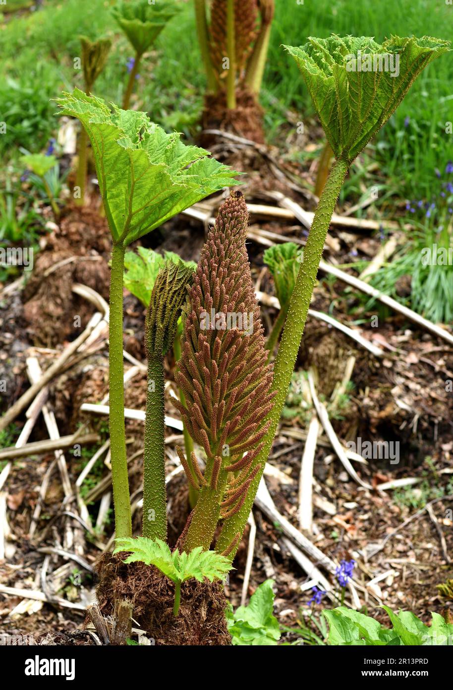 The Conical Flower Of Gunnera Manicata Stock Photo Alamy