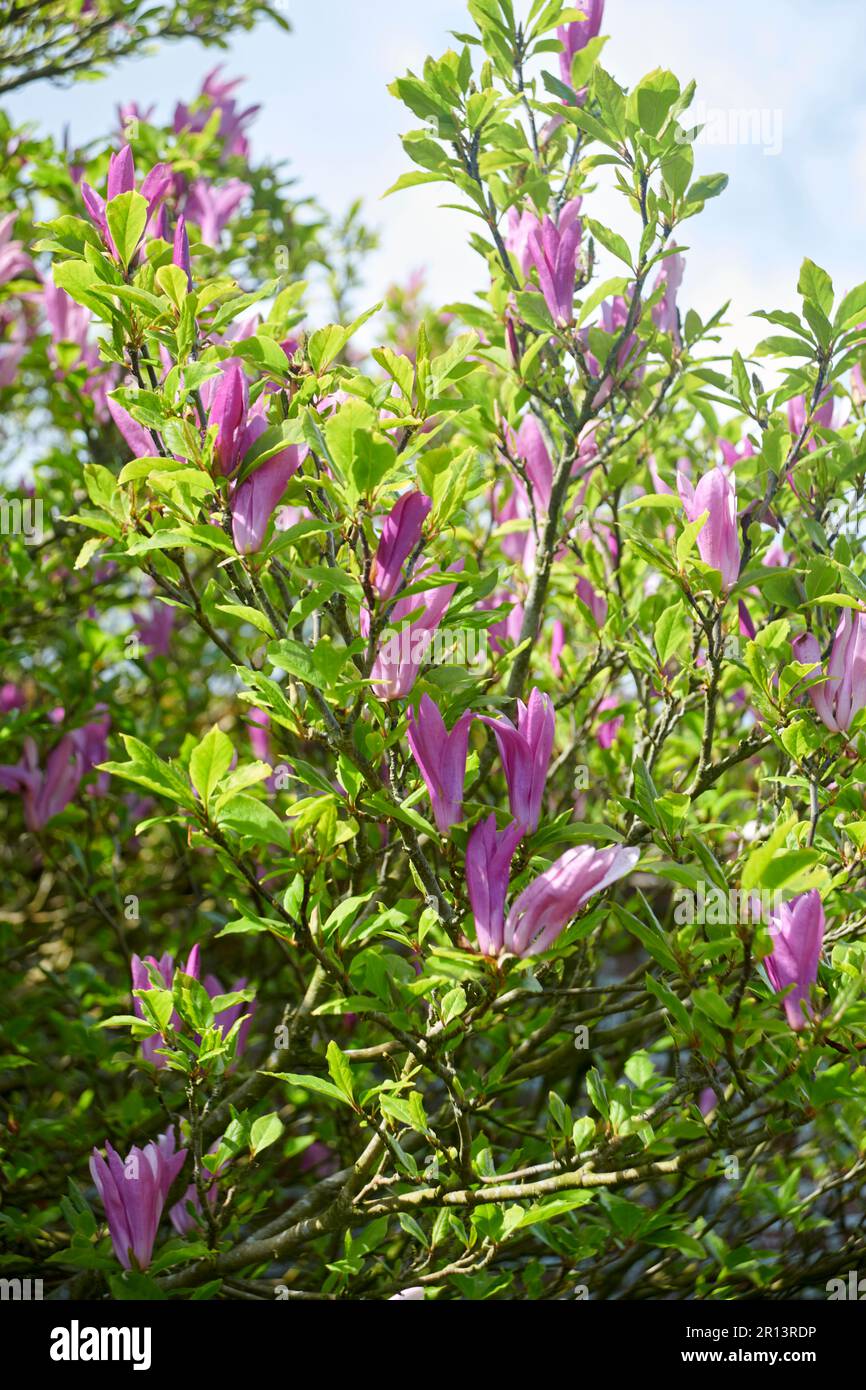 Lily Magnolia (Magnolia liliiflora ) 'Susan' flowering in the spring sunshine. Stock Photo