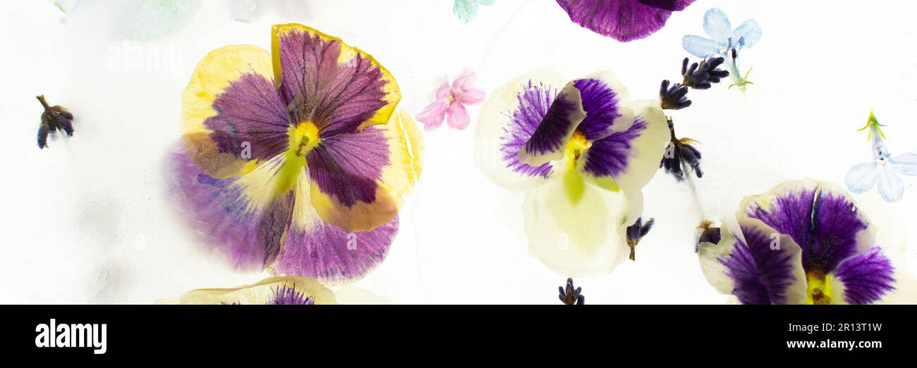 Summer banner of frozen flowers in ice, colorful pansies and geraniums, lavender and Verbena Stock Photo