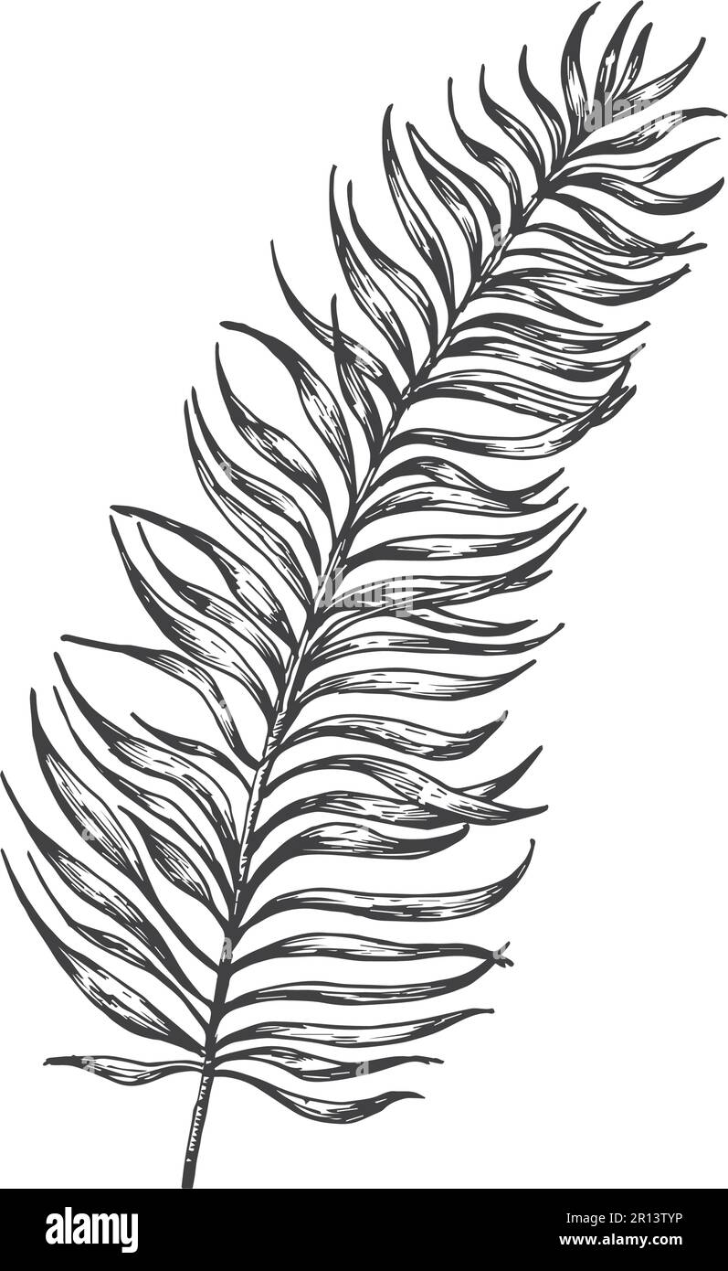 Palm Branch Hand Drawn Doodle Vector Illustration. Floral Tropical Leaf