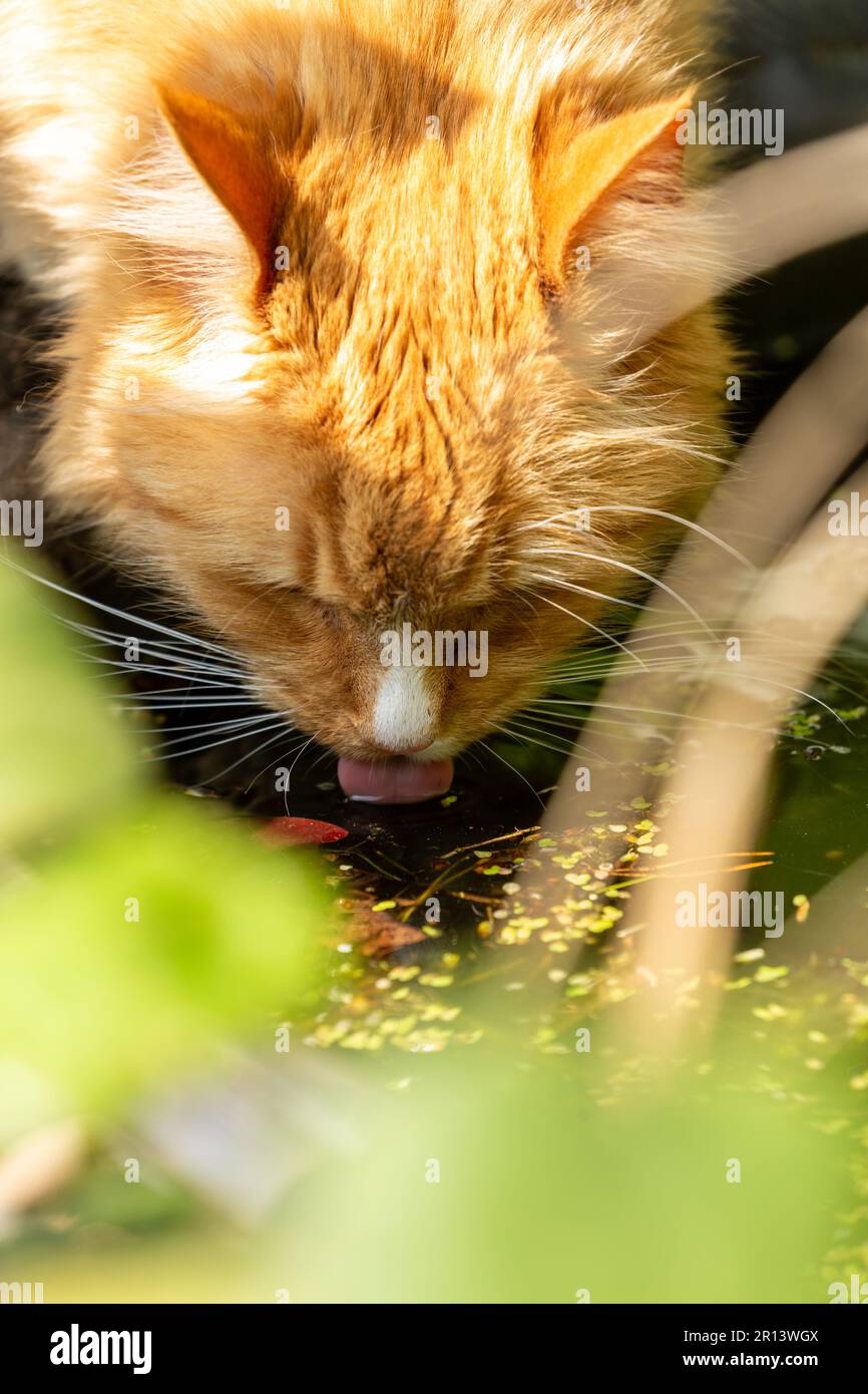 Cat drinking water from a garden pond Stock Photo Alamy