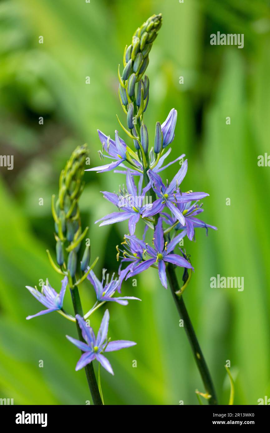 Camassia quamash, commonly known as camas, small camas, common camas, common camash or quamash, is a perennial herb Stock Photo