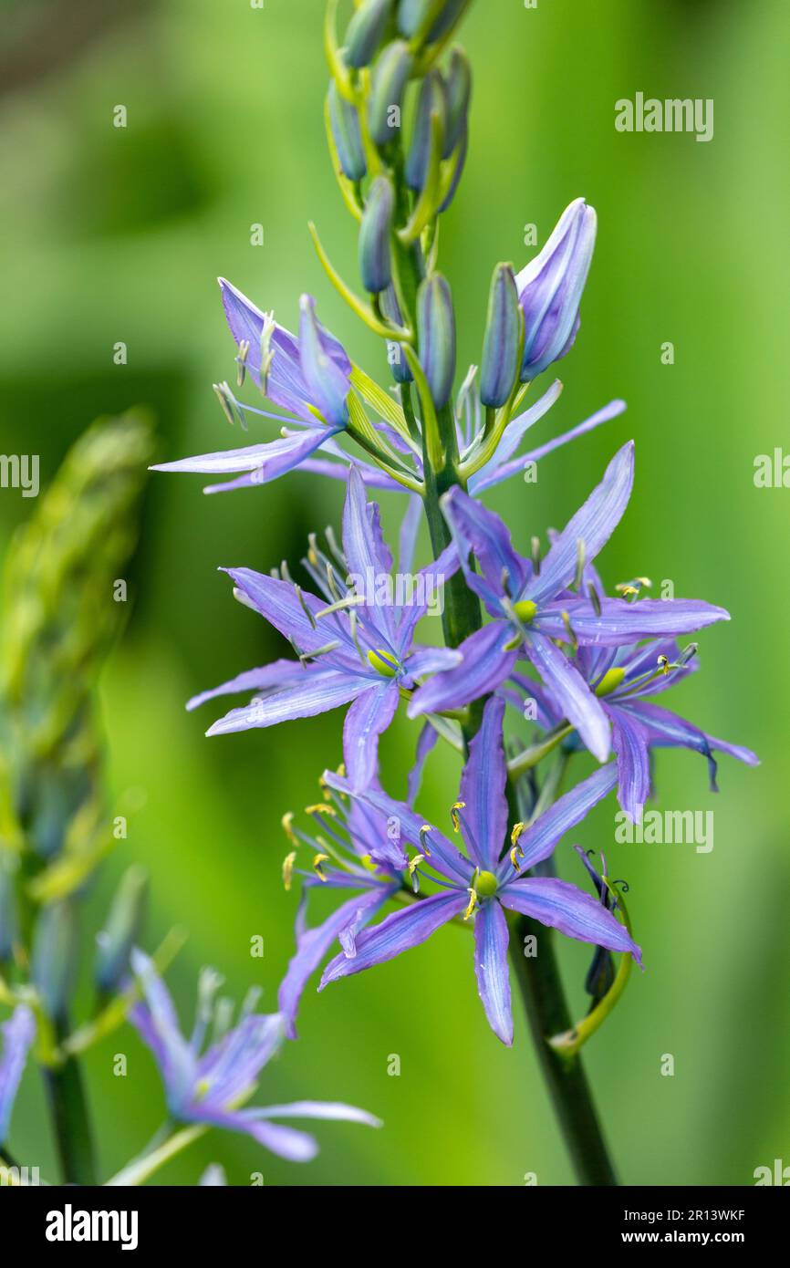 Camassia quamash, commonly known as camas, small camas, common camas, common camash or quamash, is a perennial herb Stock Photo