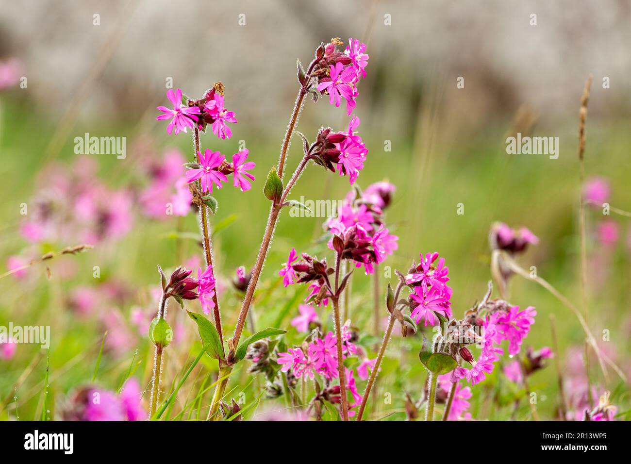 Silene dioica, known as red campion and red catchfly, is a herbaceous flowering plant in the family Caryophyllaceae Stock Photo
