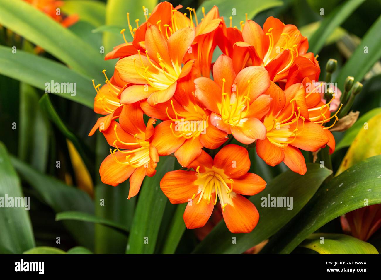 Clivia miniata, the Natal lily or bush lily, is a species of flowering plant in the genus Clivia of the family Amaryllidaceae Stock Photo