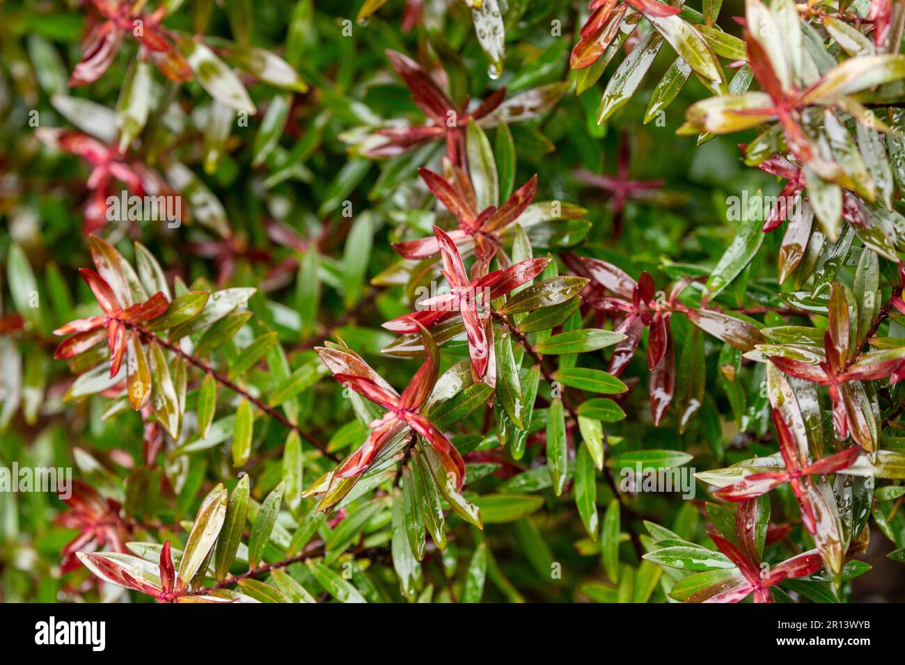 A close up of Hebe leaves in April Stock Photo