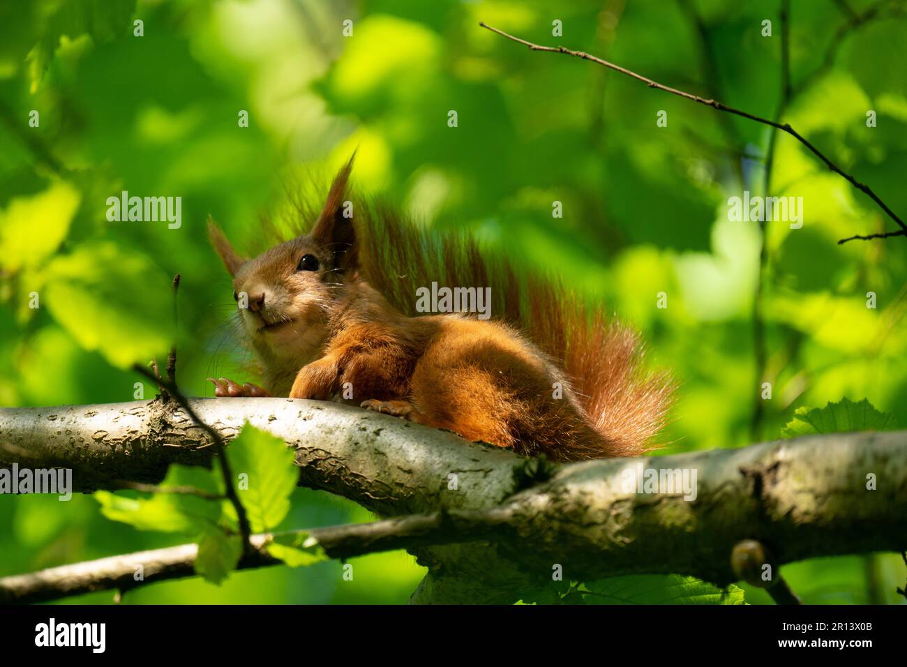 Squirrel sitting on a tree branch in the sunlight Stock Photo