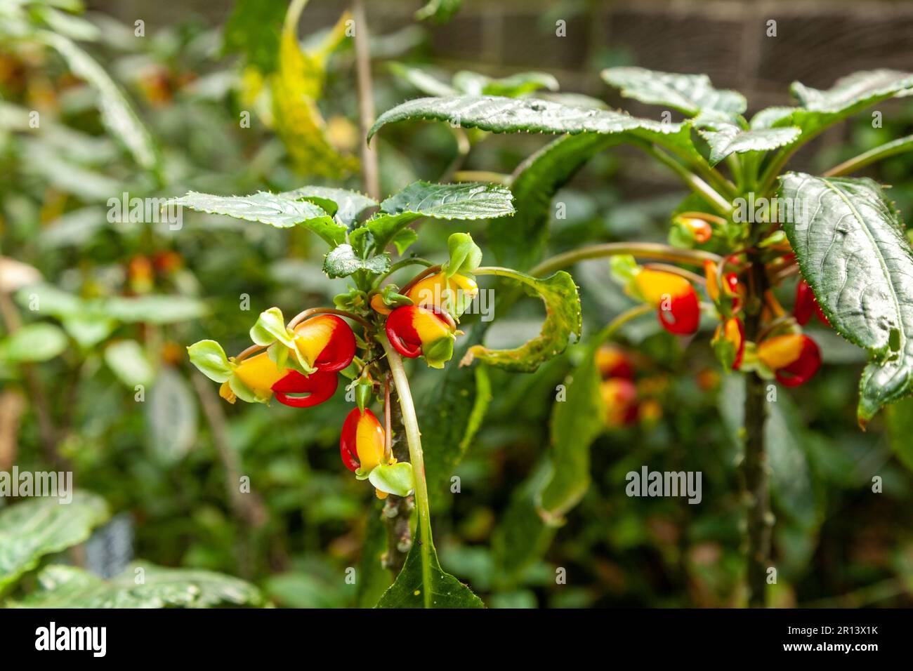 Impatiens niamniamensis, common name Congo cockatoo, parrot impatiens or simply parrot plant, is a species of flowering plant in the family Balsaminac Stock Photo