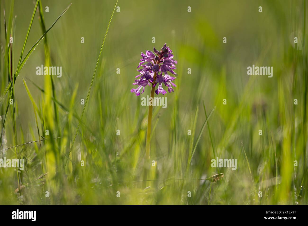 Closeup of a Green Winged Orchid (Orchis morio) on a sunny day in spring, Vienna (Austria) Stock Photo