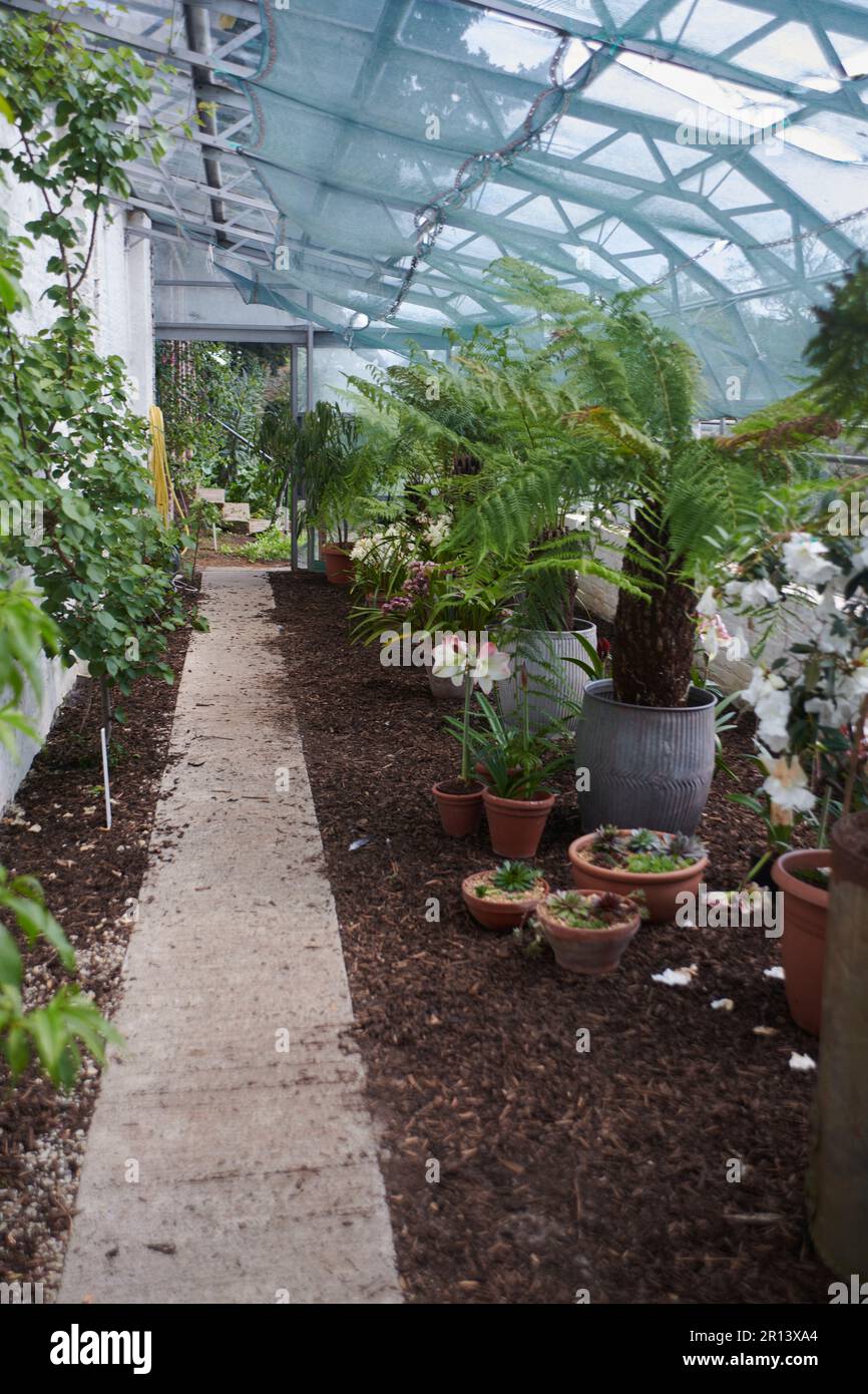 Greenhouse display of Orchids and cycad ferns during the summer Stock