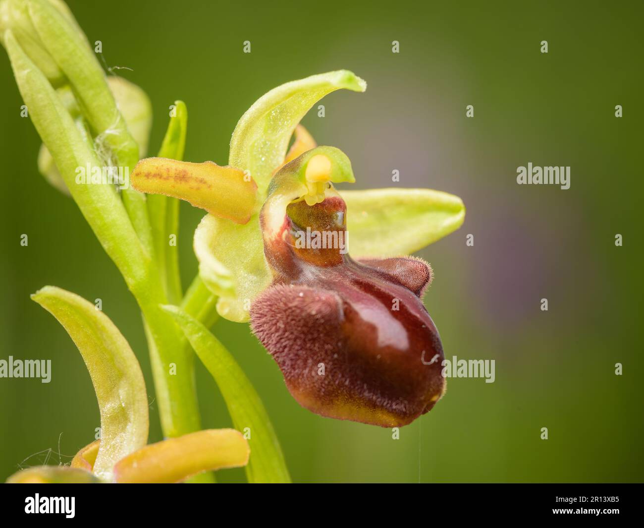 Closeup of an Early Spider Orchid (Ophrys sphegodes) on a sunny day in spring, Vienna (Austria) Stock Photo