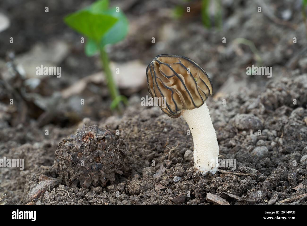 Edible mushroom Morchella semilibera on the ground. Known as Semifree Morel. Wild morel mushroom in the deciduous forest. Stock Photo
