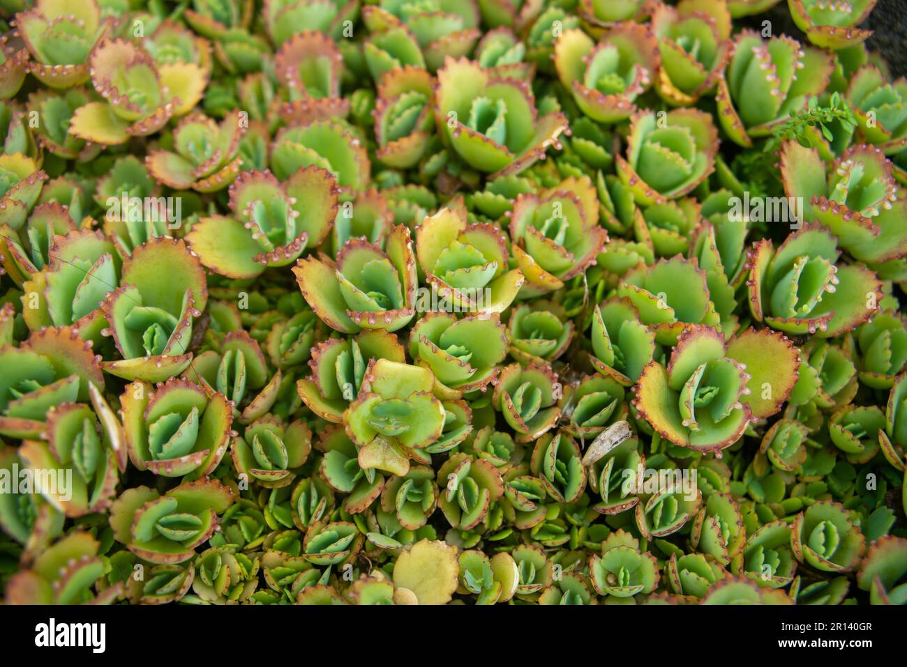 A vibrant close-up shot of a Kalanchoe pinnata plant leaves Stock Photo ...