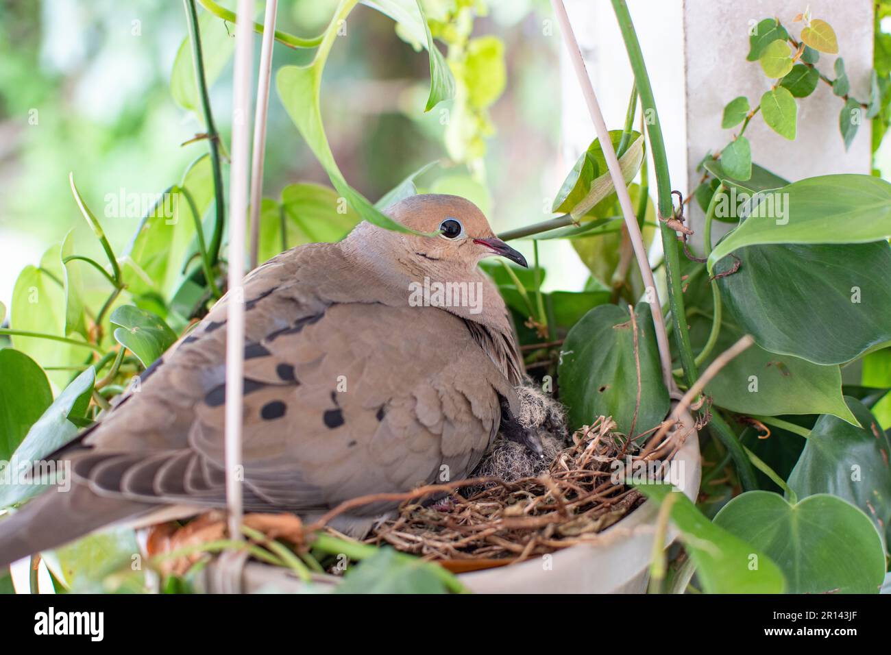Mourning dove mama bird with a baby bird sitting in a nest. Pigeon baby bird with mommy Stock Photo