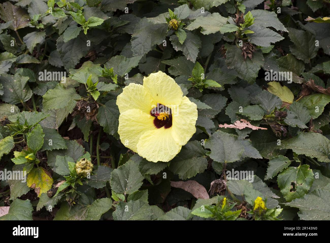 Green plants blossom into bright and beautiful yellow flowers amid green leaves in the autumn Stock Photo