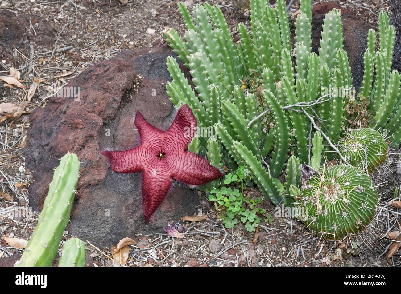 Succulent plants grown outdoors bursts into exotic giant star-like red flowers in autumn Stock Photo