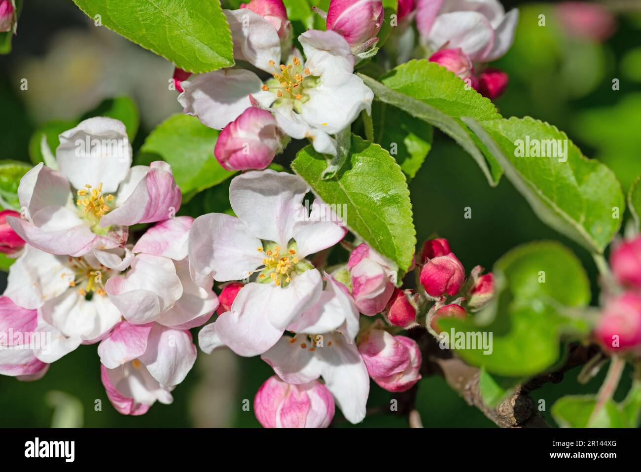 Blossoming apple tree, malus, in spring in a close-up Stock Photo