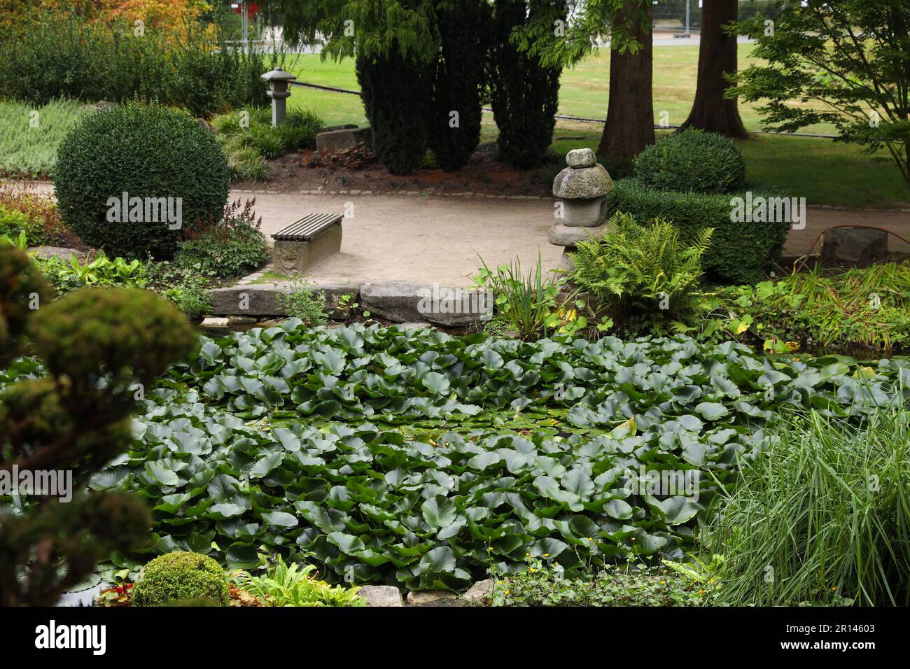 Beautiful water lily leaves and green plants in garden Stock Photo