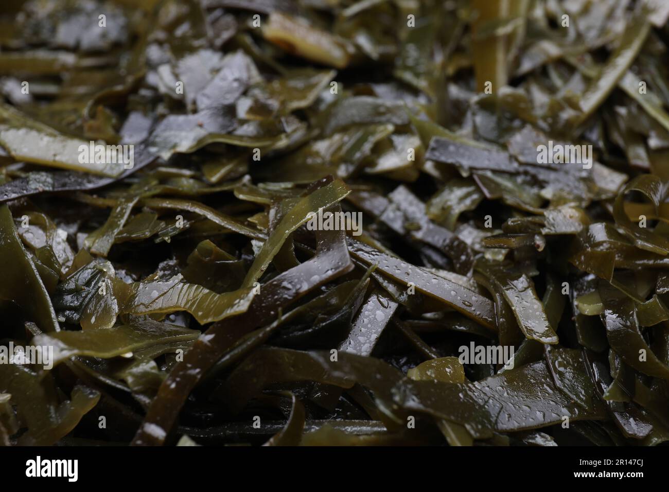 Kombu Kelp - Alga Kombu Kombu kelp is a large brown algae seaweed. Binomial  name: Laminaria Ochroleuca. It is an edible seaweed used extensively in J  Stock Photo - Alamy
