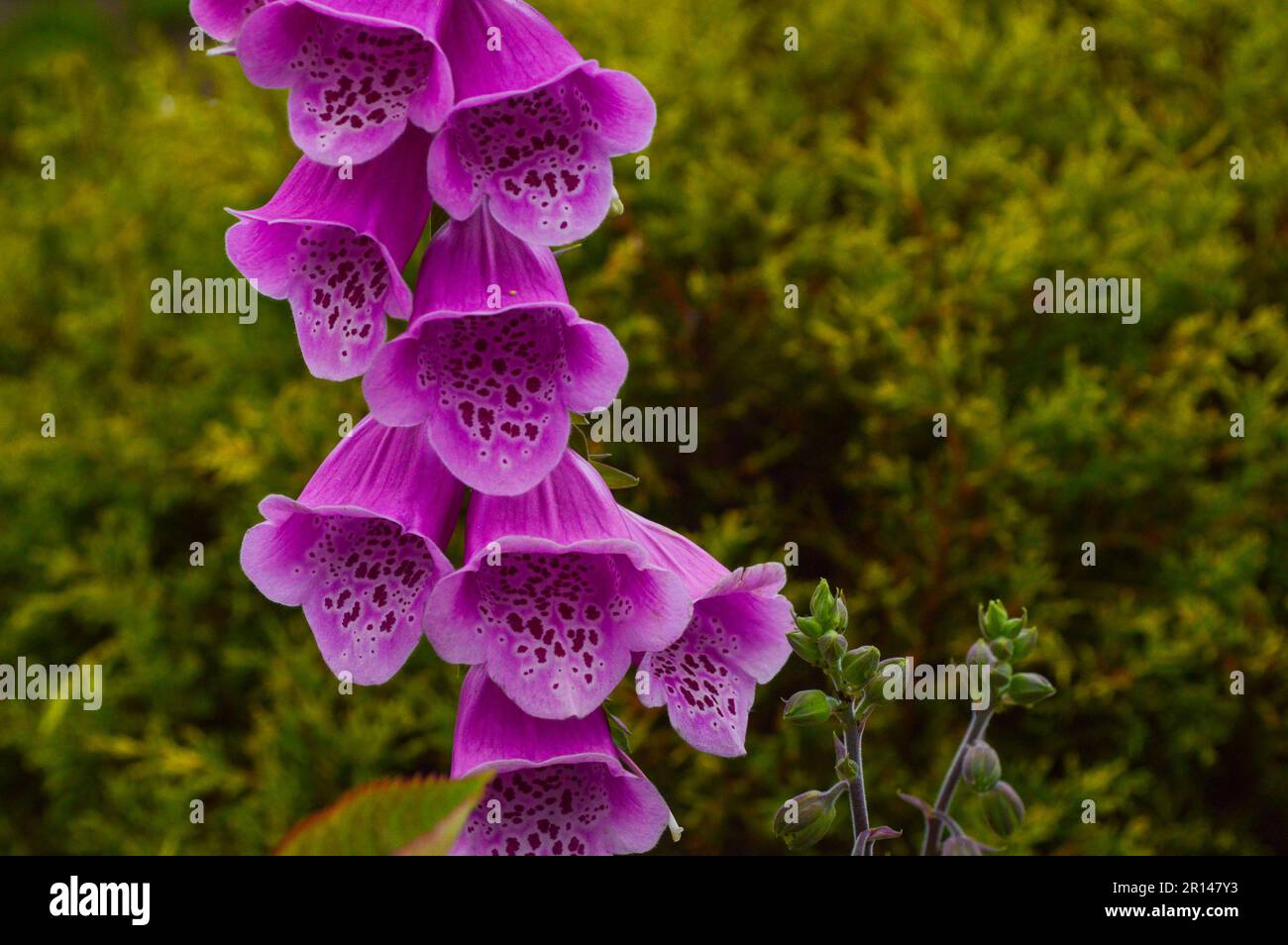 Digitalis purpurea, common foxglove is a short-lived perennial plant. The leaves are spirally arranged. Stock Photo