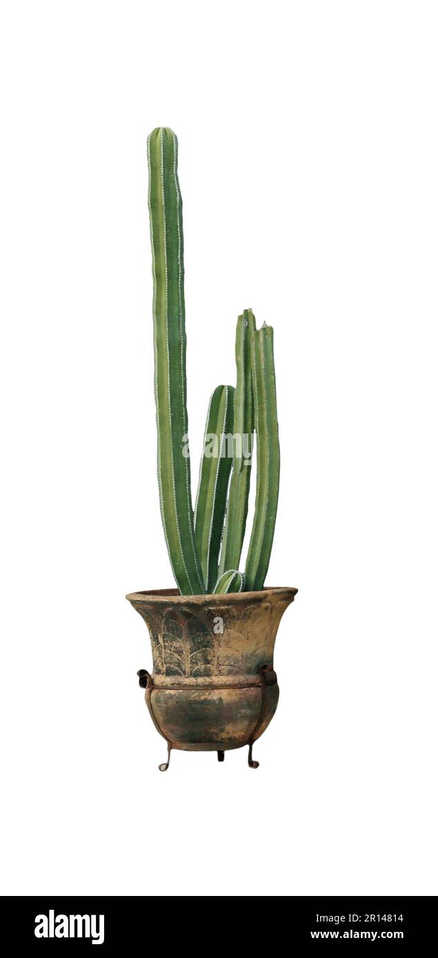 Beautiful green cactus in pot on white background Stock Photo - Alamy
