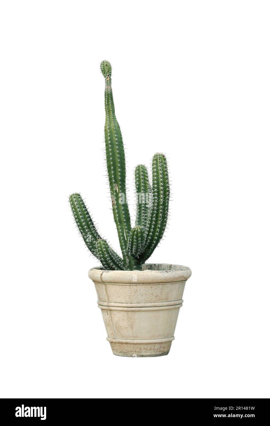 Beautiful green cactus in pot on white background Stock Photo - Alamy