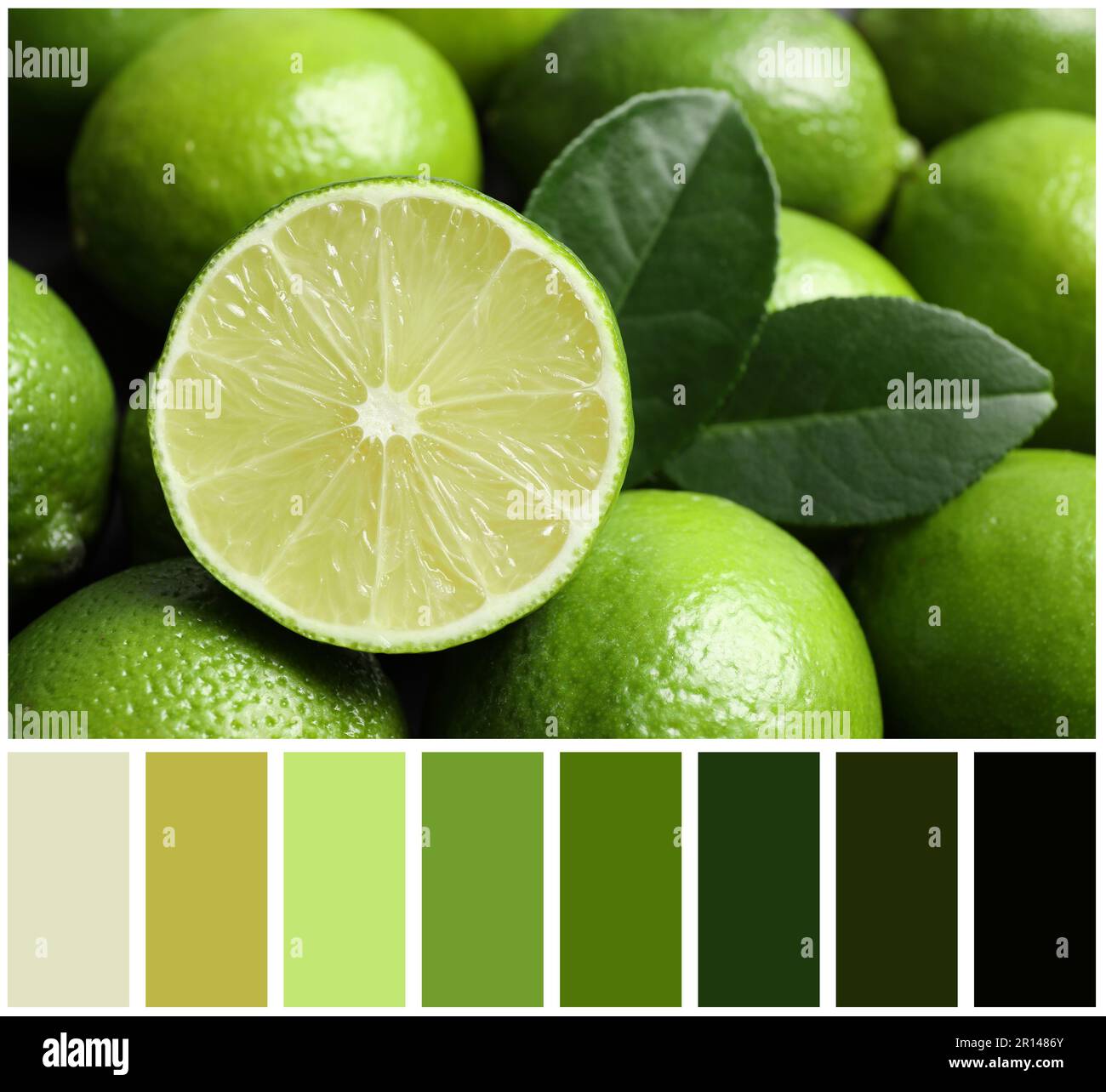 Fresh ripe juicy limes and color palette. Collage Stock Photo Alamy