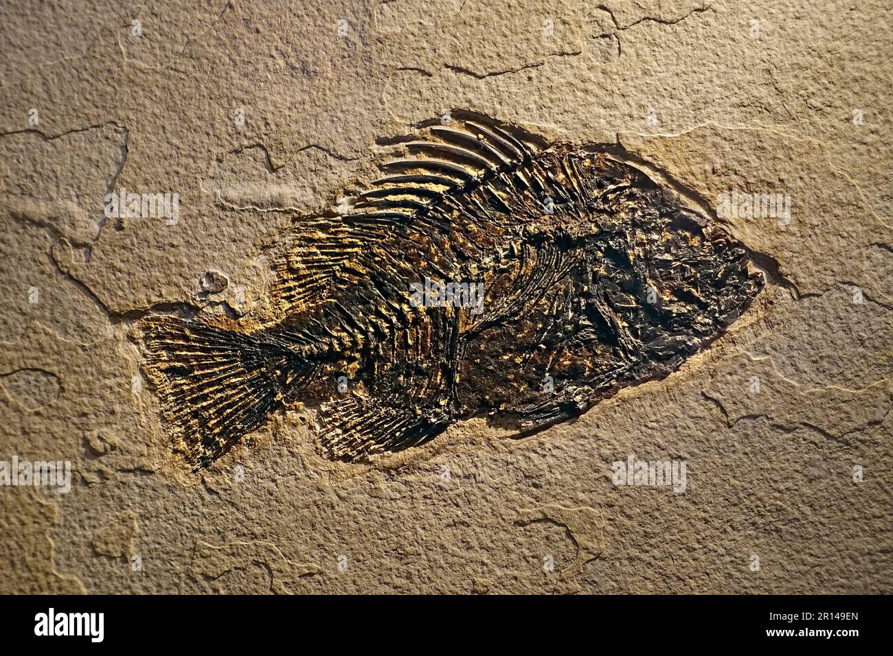 Cockerellites liops / Priscacara liops fossil, extinct temperate bass fish from early Eocene found in the Green River Formation of Wyoming, USA Stock Photo