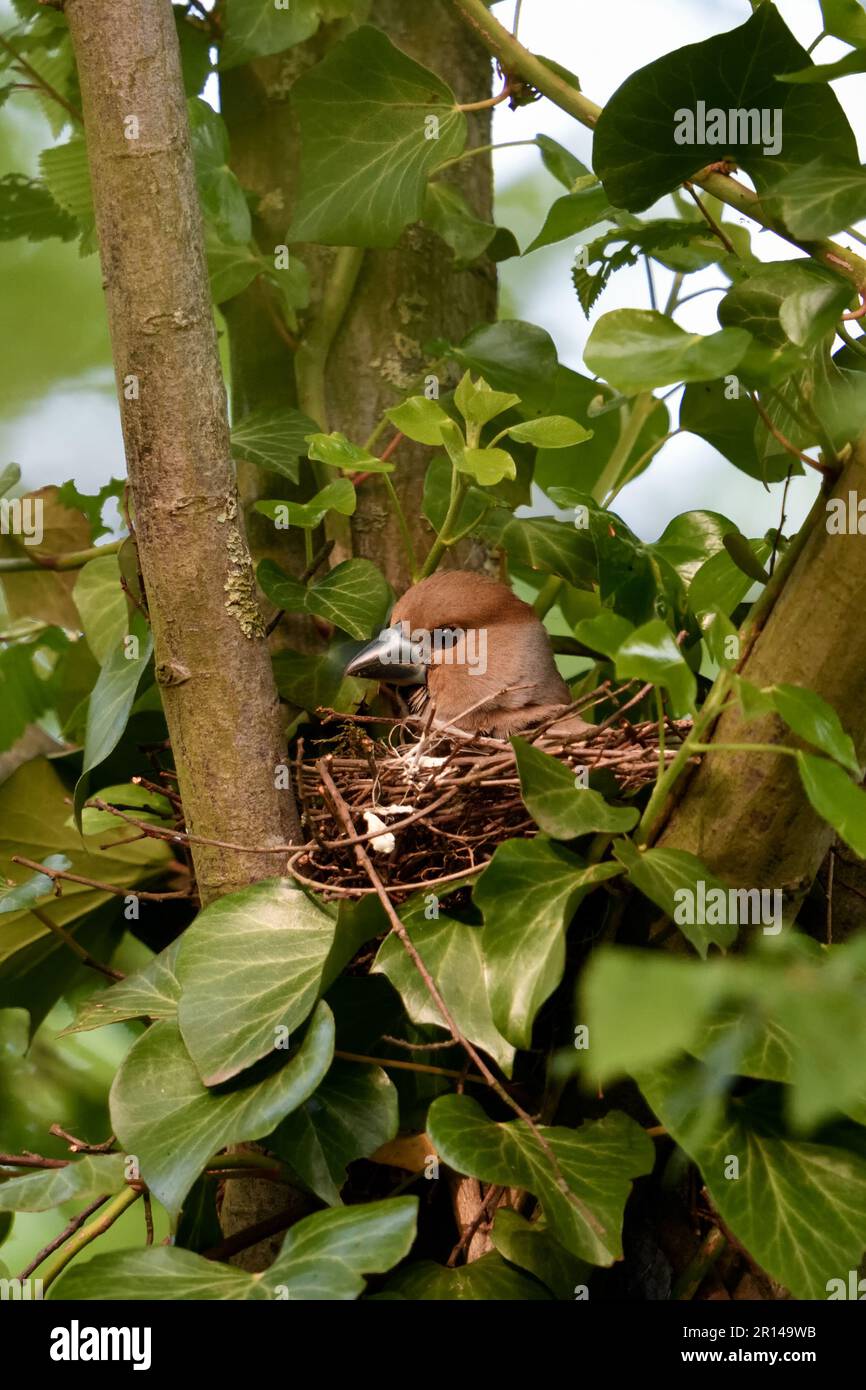 nesting-in-the-tree-crown-hawfinch-coccothraustes-coccothraustes
