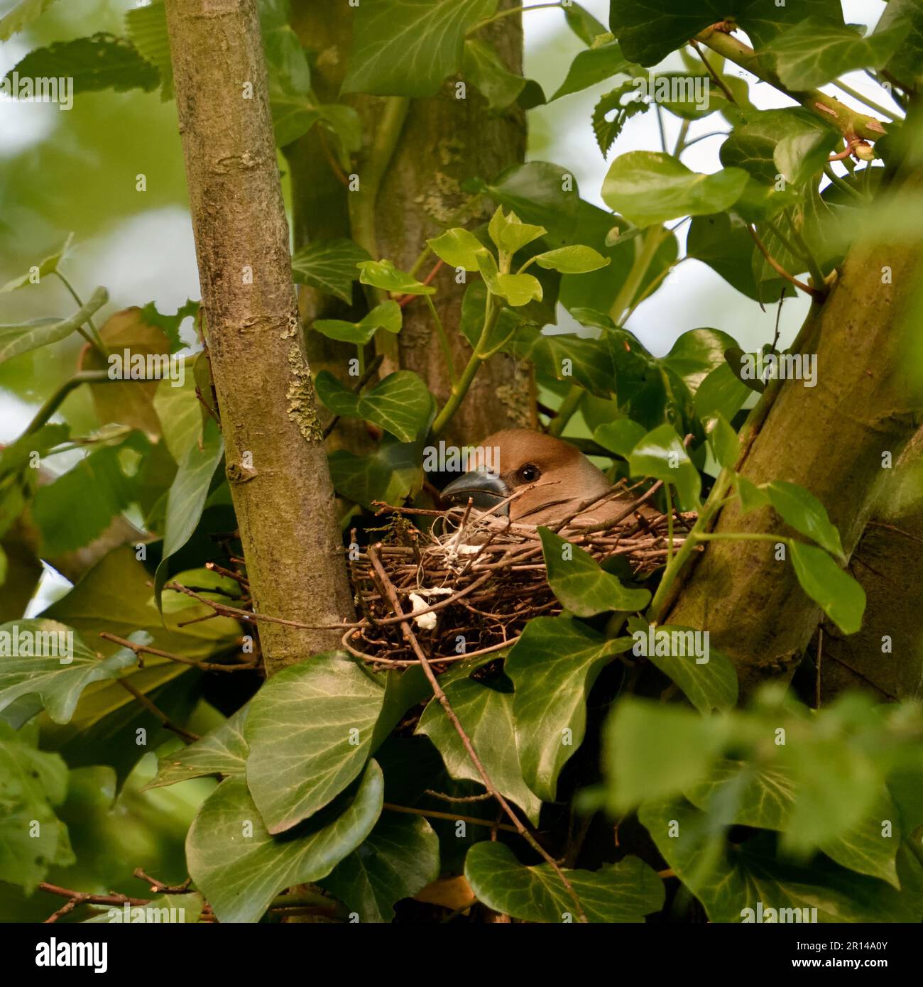 rare observation... Hawfinch ( Coccothraustes coccothraustes ) on the nest Stock Photo