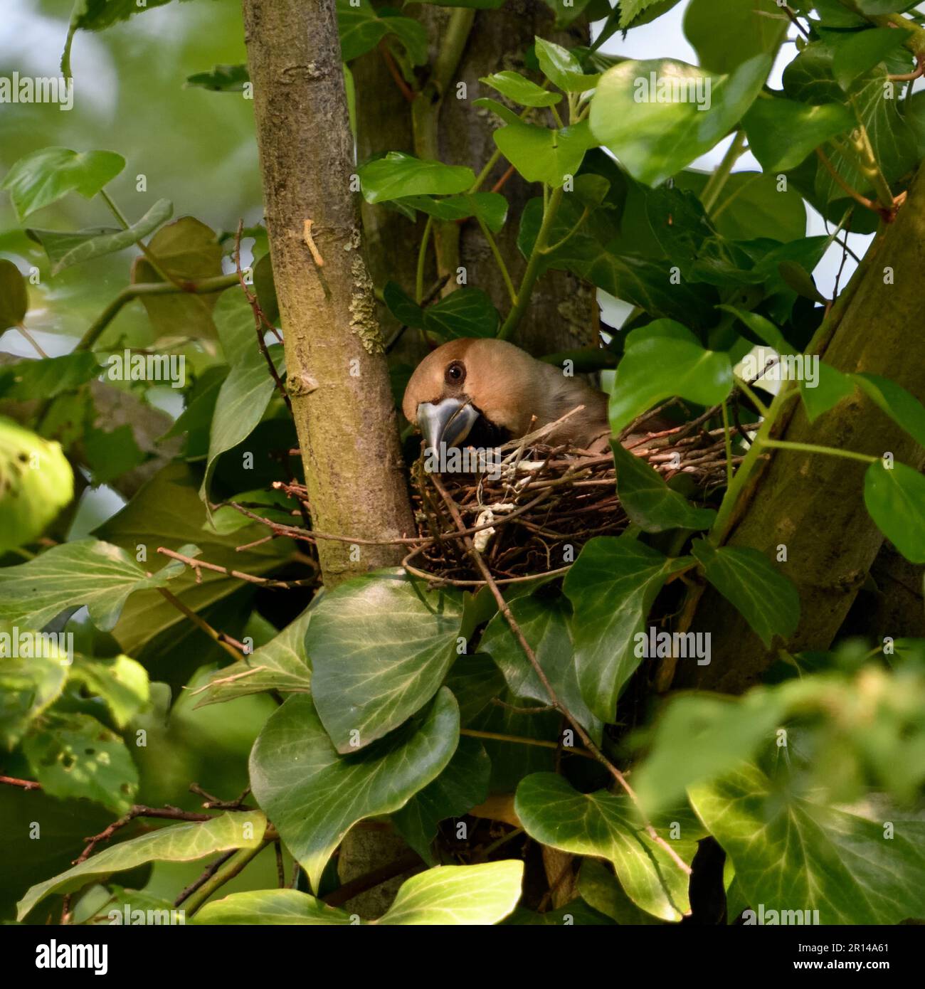 Nest care... Hawfinch ( Coccothraustes coccothraustes ), brooding female arranges her nest Stock Photo