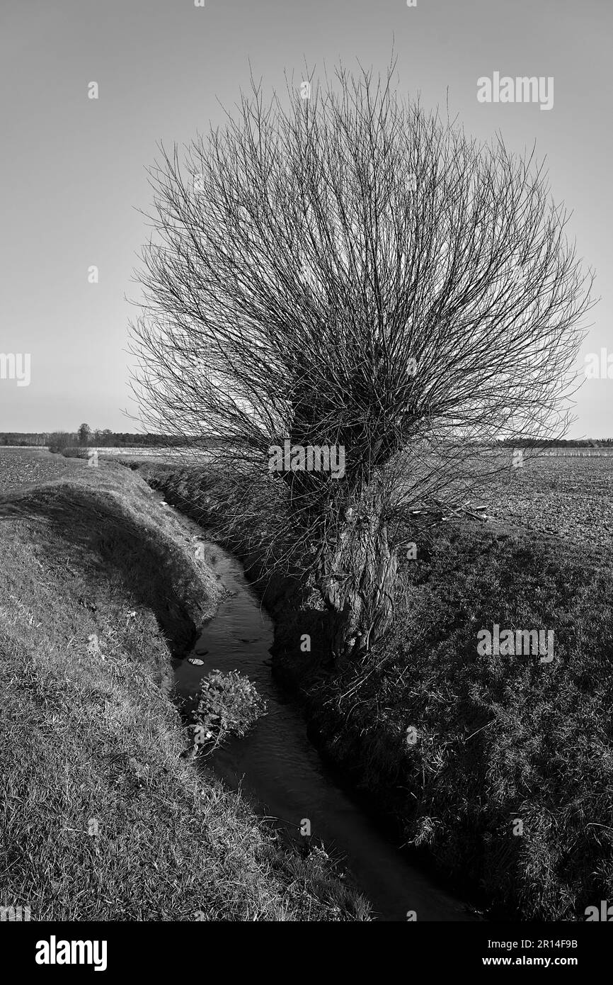Willow tree on a stream on a sunny early spring day in Poland, monochrome Stock Photo