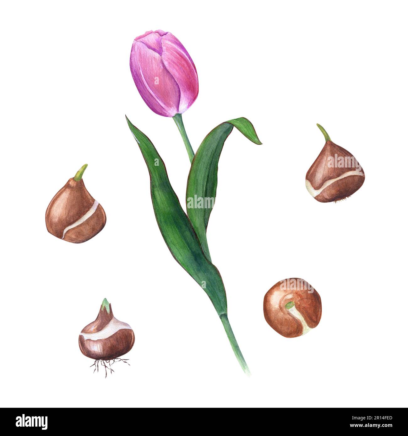 Watercolor floral spring illustration of pink tulip with bulb isolated ...