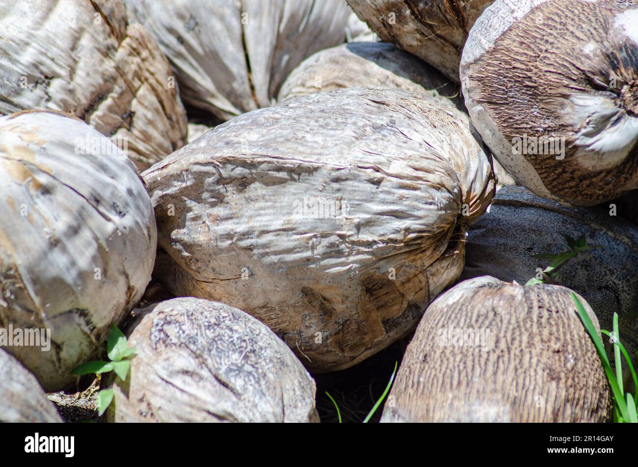 Dry coconuts in south Florida USA Stock Photo Alamy