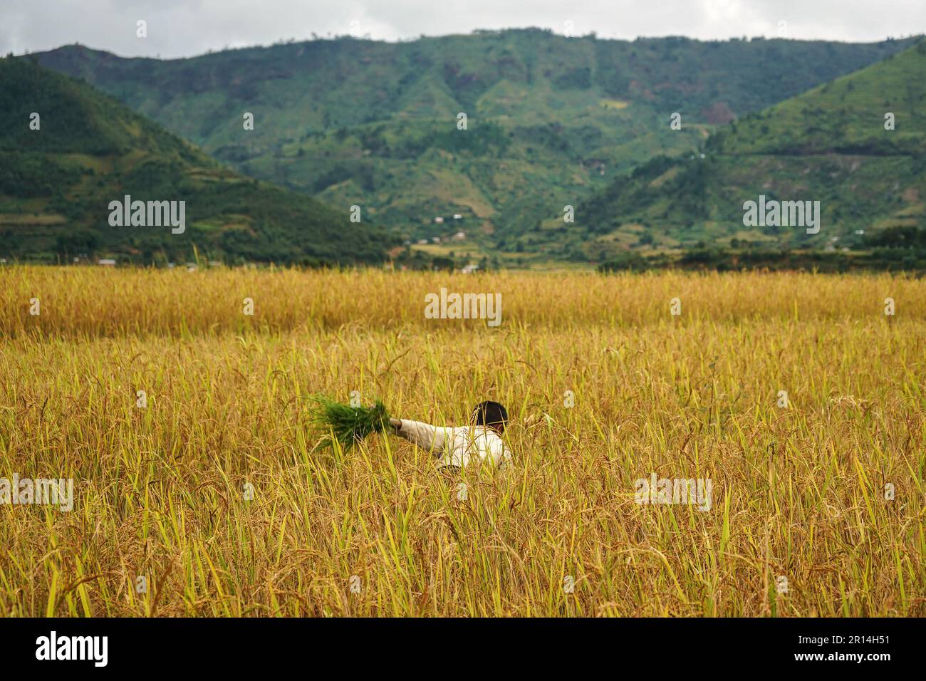 Unknown Malagasy boy weeding grass in rice field, working on his knees, view from behind, face not visible. Mountains with overcast sky background Stock Photo