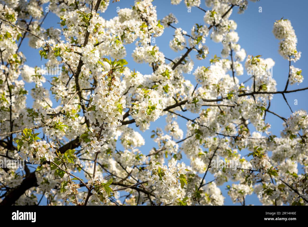Cherry tree in springtime hi-res stock photography and images - Alamy