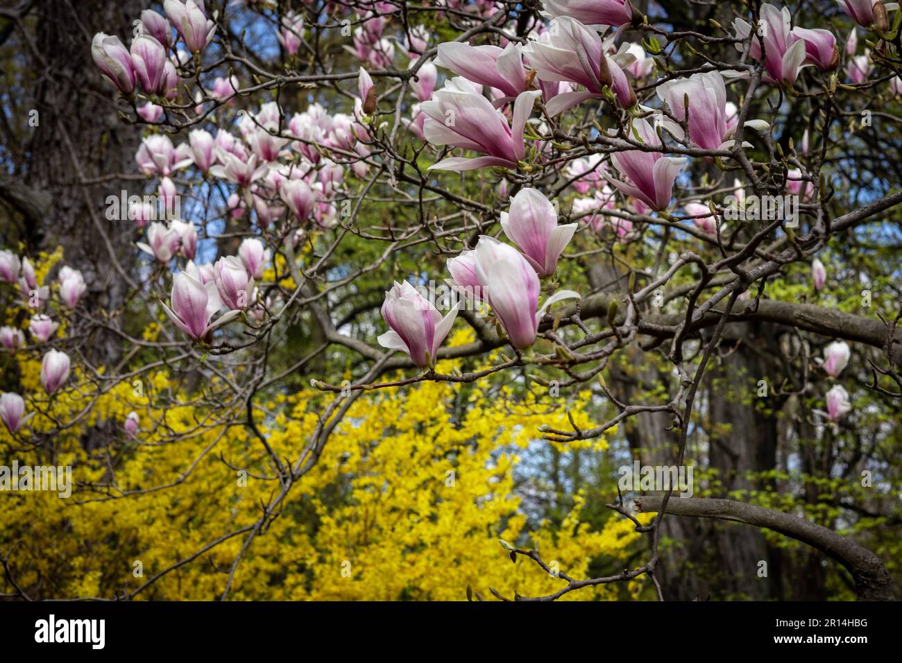 Blossoming pink magnolia tree and a yellow forsythia bush in the park in springtime. Stock Photo