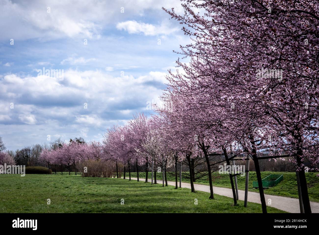 A beautiful park alley with a row of blossoming pink cherry plum trees (Prunus cerasifera) in springtime. Stock Photo